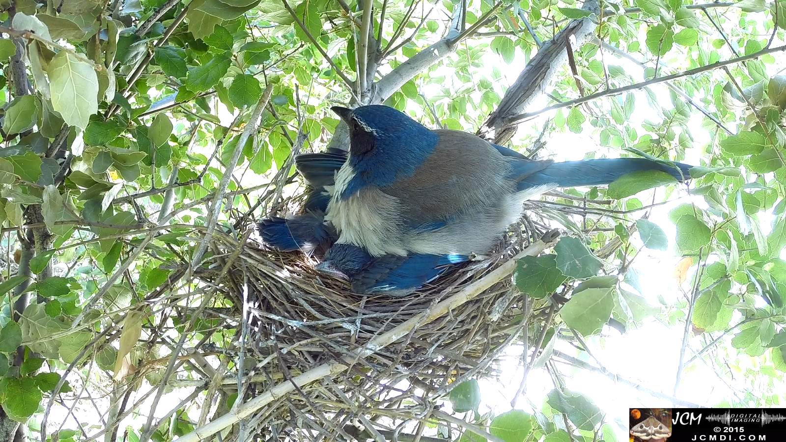 Scrub Jay Documentary male arrives feed all leaves